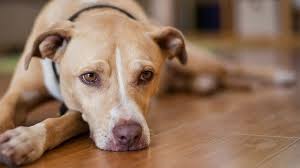 Reports state that cancer is one of the principal causes of death in dogs. Lung Cancer In Your Dog Signs Symptoms Treatment And Prevention