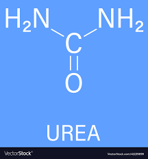urea or carbamide molecule skeletal
