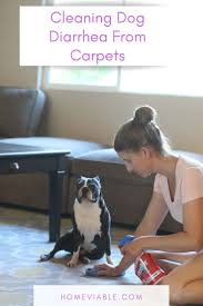 clean dried dog off carpet save up
