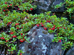 Arctostaphylos uva-ursi (Kinnikinnick) | Native Plants of North America