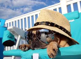 Summer Animal Safety Tips for Beating the Heat | PetMD