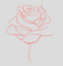 Drawing is something which cannot be learnt by only practising so grab a pen or pencil and a sheet of paper just follow the steps below. How To Draw A Rose A Drawing Lesson With A Step By Step Guide Altern Bellofy