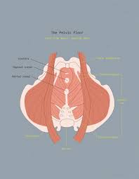 your pelvic floor
