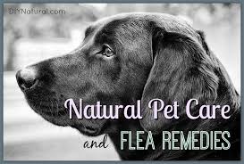 natural flea remes and other natural