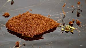 floating fire ant rafts are horrifying