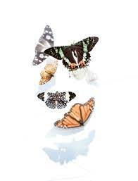 100+ Butterfly Pictures [HQ]