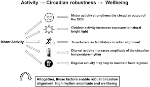 circadian system