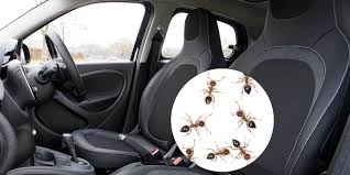 ants spiders in vehicles how to get