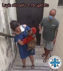 Barletta NEWS24 | Crollo via Curci a Barletta, ENPA recupera un altro dei gatti dispersi