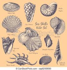 Sea Shells Vector Engravings Collection