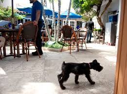 dog friendly restaurants in palm beach