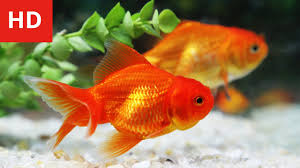 beauty of goldfish hd 1080p you