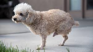Check spelling or type a new query. Poodle With Homeless Owner Has Two Legs Amputated After Not Being Groomed In 10 Years World News Mirror Online