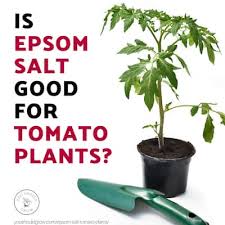 use epsom salt for tomato plants