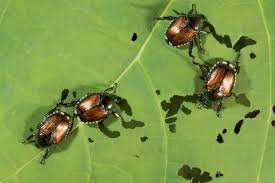 how to get rid of beetles naturally