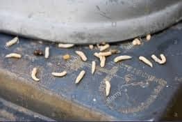 how to get rid of maggots wheelie bin