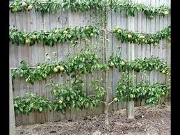 to grow fruit trees in small spaces