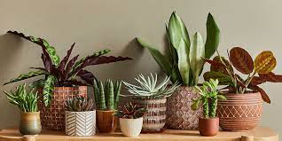 Container For Your Houseplant