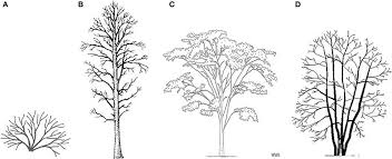 four types of woody plants a shrub