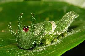 Dragonhead caterpillar