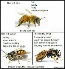 Differences Between Bees Wasps Hornets Good To Know