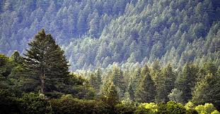 A pine tree has the same needs as any other plant or tree for survival:water;sunlight;soil with nutrients;an appropriate temperature range for. Pine Tree Pruning Advice And Help From Pro Climb