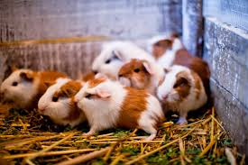 This is a sociable and friendly breed. The Guinea Pigs Veterinaria Digital