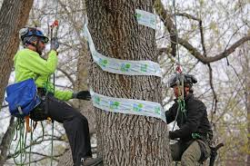 Tree Treatment Options For Emerald Ash Borer Yourhub