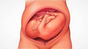 Jika saat hamil 4 bulan anda kadang masih merasa mual, maka pada masa ini biasanya rasa mual semakin berkurang. Posisi Bayi Melintang Bisakah Berubah Menjelang Kelahiran