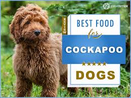 7 Best Foods To Feed Your Adult And Puppy Cockapoo In 2019