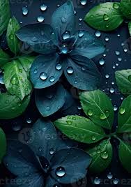 water drops wallpaper green leaves