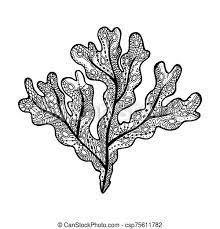 Collecting algae for the lab phycologists—not to be confused with psychologists—are scientists who study phytoplankton, or algae. Vector Illustration Of Hand Drawn Fucus Algae Coloring Page Book Zendala For Relaxation And Meditation Canstock