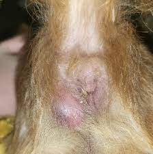 abscesses in dogs joii pet care