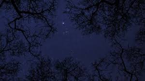 night sky stars between trees time