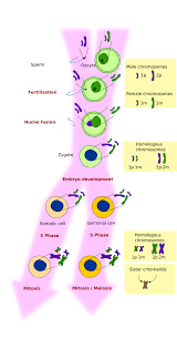 the cell 8 meiosis atlas of plant