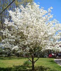 Our selection of flowering trees includes varieties that grow in a wide range of areas, from cool, northern regions (as far as zone 3) to warm, southern. Backyard Plant And Trees Types Driveway Landscaping Flowering Trees Backyard Plants