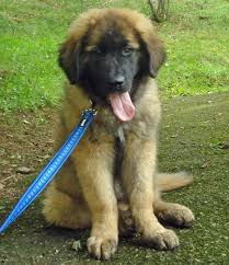 If thinking of adding a leonberger to your family, we recommend meeting the parents out in public to see the type of temperaments the puppies may inherit. 95 Leonberger Ideas Leonberger Leonberger Dog Big Dogs