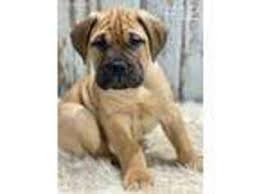 Bringing a new puppy home is an exciting time, rewarded with wonderful memories and a lifetime of companionship, and shelters and rescue groups are able to help perfectly match dogs to new adopters, and dog parents to new pups. Puppyfinder Com Bullmastiff Puppies Puppies For Sale Near Me In Oregon Usa Page 1 Displays 10