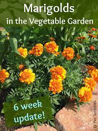 marigolds in the vegetable garden a