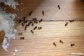 how to get rid of ants plantopedia