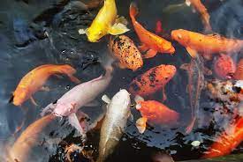 Китайские рыбки