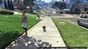 where-can-i-find-a-border-collie-in-gta