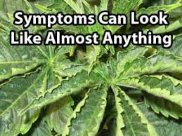 Marijuana Nutrient Problems Symptoms By Picture Grow