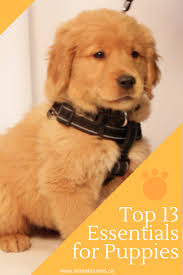 • puppy food (native 3 or dry blue buffalo chicken and brown or chicken and oatmeal life protection for small breed puppies) for more information please see your puppy's diet section on our new. Top 13 Things You Need For A New Puppy Shopping List Talent Hounds