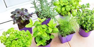 How To Grow Herbs Indoors Create Your