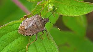 how to get rid of stink bugs top tips