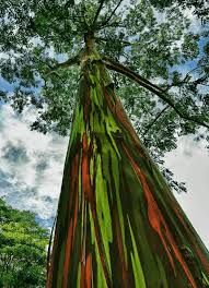 eucalyptus trees blue gum lemon