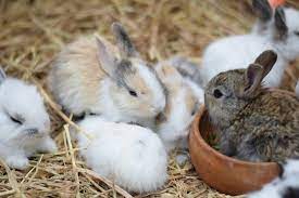 Hemp Bedding For Rabbits Rabbits