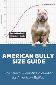 american bully size guide how big does