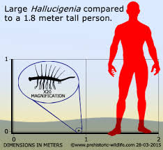 Comparación tamaño entre una persona (1,8m) y un Hallucigenia